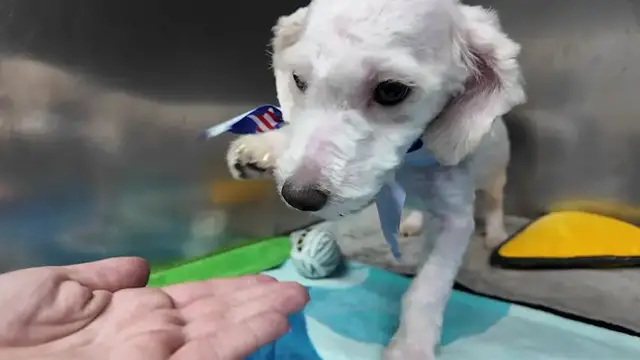 Video thumbnail for 16 dogs rescued from an abandoned home in Newark