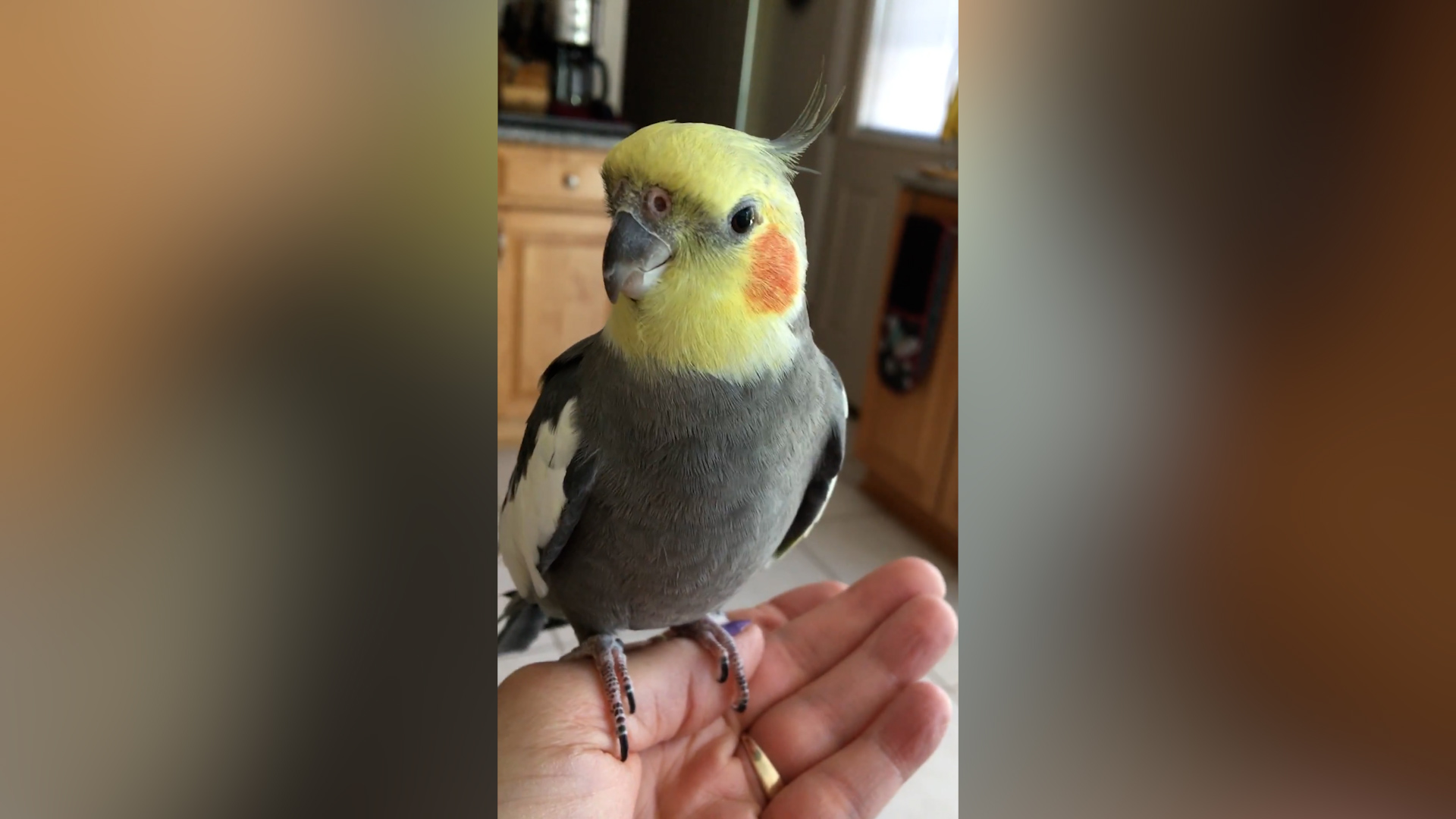 Video thumbnail for Oldest Cockatiel Living