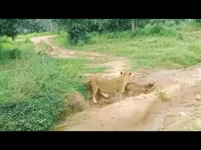 Video thumbnail for ## African lion cubs..# sri lankan safari lions ..@#