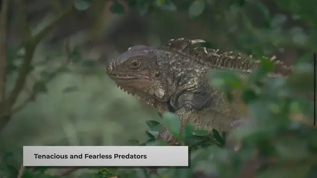 Video thumbnail for What Animals Do Honey Badgers Eat?