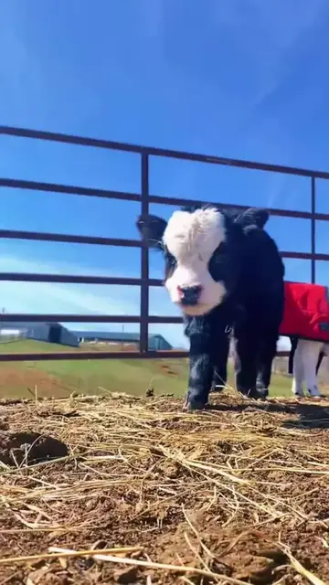 Video thumbnail for Mini Calf Strolling Over on a Sunny Morning