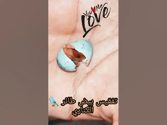 'Video thumbnail for تربية طائر الكناري : تفقيس بيض الكناري سبحان الله🐦😍🥰🥰'