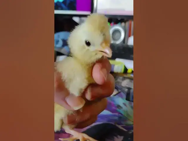 Video thumbnail for Mottled Houdan Baby Chicks Day 12 #Shorts