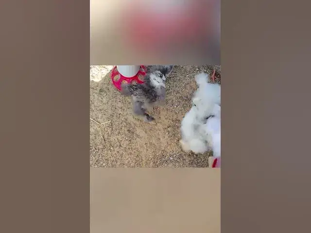 Video thumbnail for Silkie Chicks Fighting #Shorts