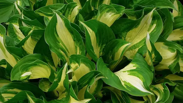 Video thumbnail for Hosta Care in Winter