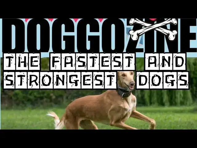 'Video thumbnail for Fastest Dogs On The Planet & Most Powerful Dog Jaws '