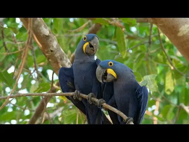 'Video thumbnail for rainforest birds sounds for sleeping : birds sounds'