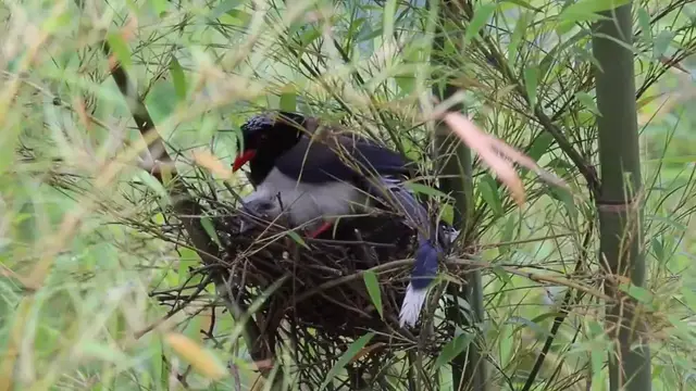 Video thumbnail for China: Red-billed blue magpie pair seen raising chicks in Hubei.