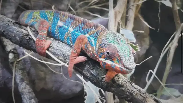 Video thumbnail for What to Feed Your Pet Chameleon: A Quick Guide