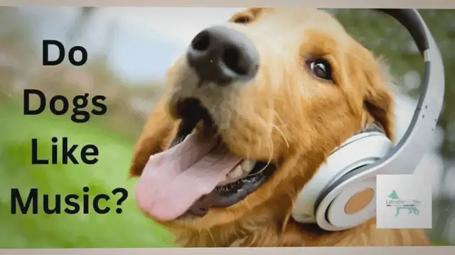 Video thumbnail for Do Dogs Like Music? Researchers Say Yes! Find Out