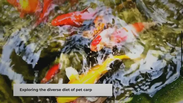 Video thumbnail for Feeding Your Pet Carp: A Quick Guide