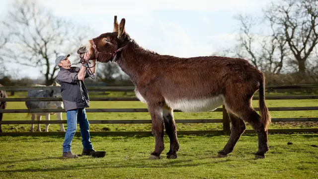 'Video thumbnail for Tallest donkey - Derrick at 167 cm (5 ft 5 in)'