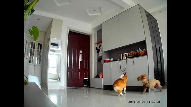 Video thumbnail for Corgi Sniffs Poodle Before Being Chased Out of House