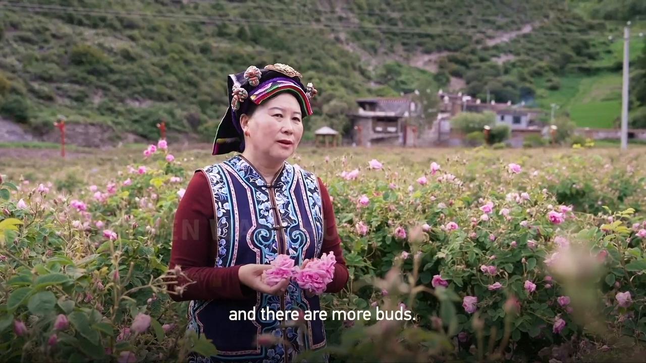Video thumbnail for China: Rose farming in west China's Qinghai-Xizang Plateau paves path to prosperity for women.