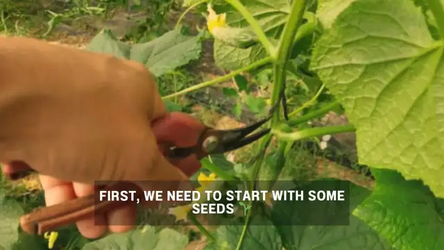 Video thumbnail for How long does it take to grow a cucumber plant 🤔 (1)