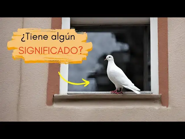 Video thumbnail for ¿Qué significa que una paloma se pose en tu ventana?