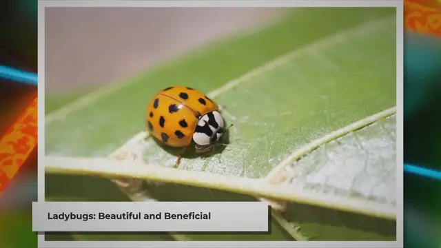 Video thumbnail for What to Feed Pet Ladybugs: A Quick Guide