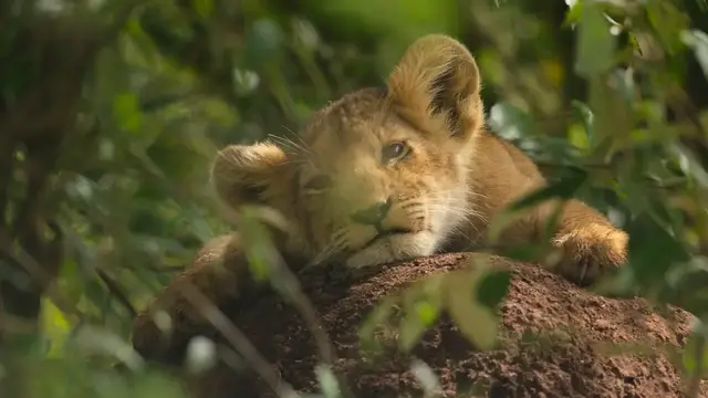 Video thumbnail for Lion - Official Trailer