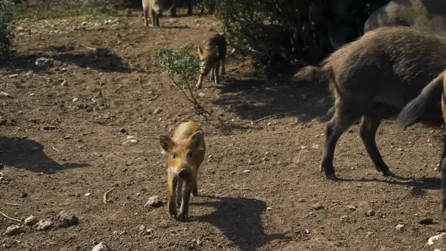 Video thumbnail for Can_pigs_learn_their_names