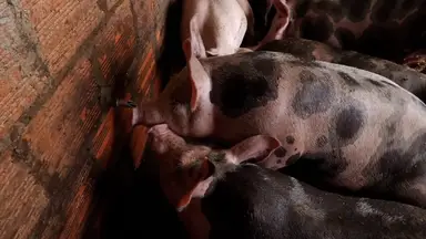 'Video thumbnail for Can_pigs_swim'