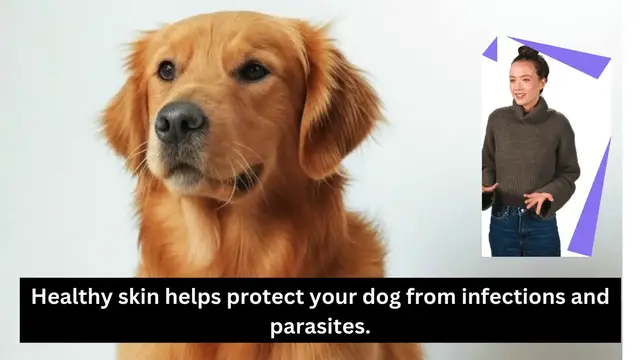 'Video thumbnail for Dog skin health'