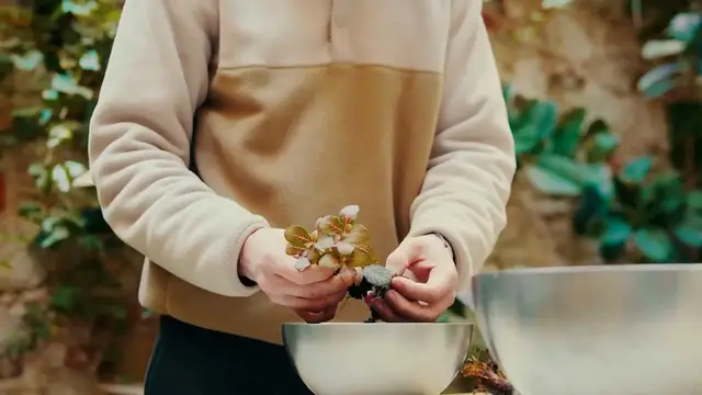 Video thumbnail for Common ZZ Plant Problems And Solutions