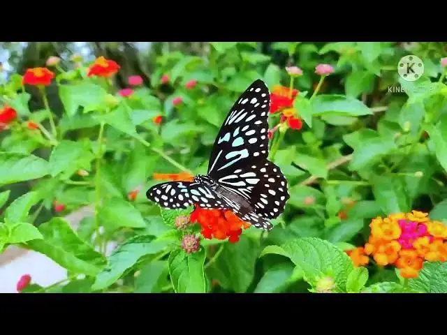 Video thumbnail for Butterfly and Flower Life