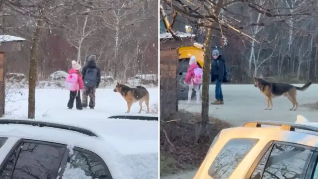 Video thumbnail for Protective Dog Walks Family's Kids To And From School Bus Stop And Waits With Them Every Day