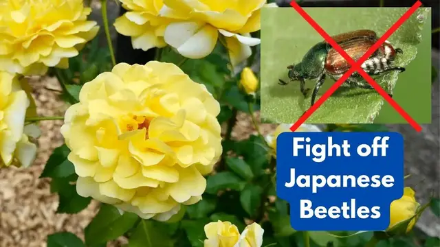 Video thumbnail for Getting Rid of Japese Beetles on Roses