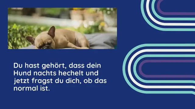 Video thumbnail for Hund hechelt nachts: 7 Ursachen & Wann zum Tierarzt