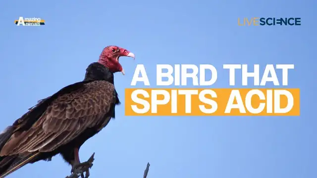 Video thumbnail for Turkey Vulture: A Bird that Spits Acid | Amazing Animals