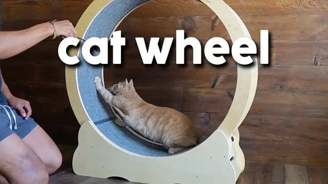 Video thumbnail for Testing Out The Vector Cat Excercise Wheel