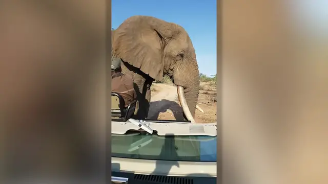 Video thumbnail for Incredible Moment Giant Elephant Comes Within Inches Of Tracker | Wild-ish TV