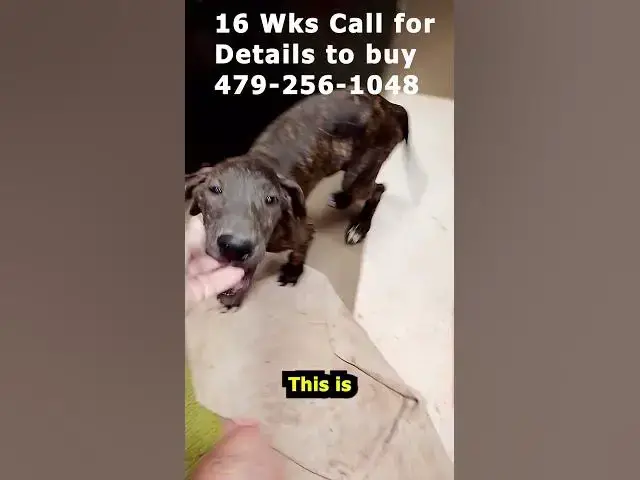 Video thumbnail for Blue Collar Brindle Boy Great Dane 09 04 26 #Shorts