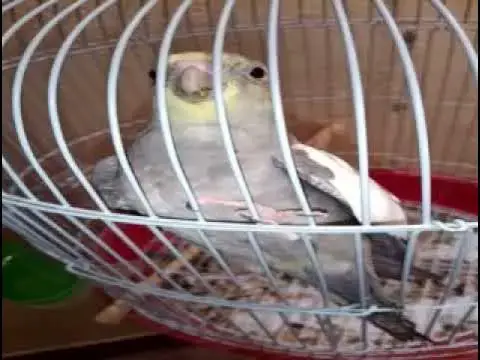 'Video thumbnail for صوت طائر الكوكتيل : أصوات يمكن لطائر الكوكتيل تقليدها'