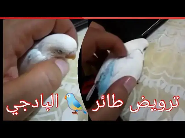 'Video thumbnail for كيفية ترويض طائر البادجي #ترويض_البادجي'