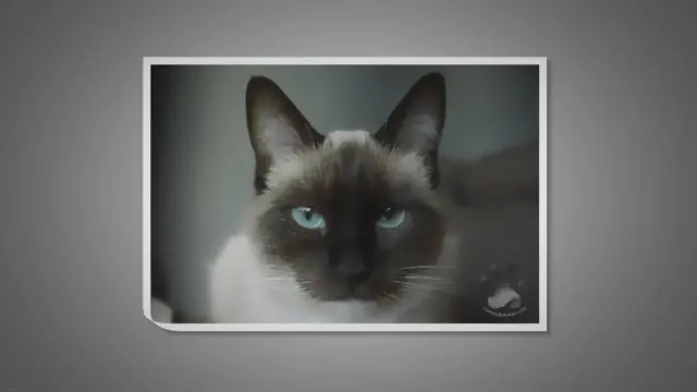 Video thumbnail for Do Siamese Cats Get Lonely?