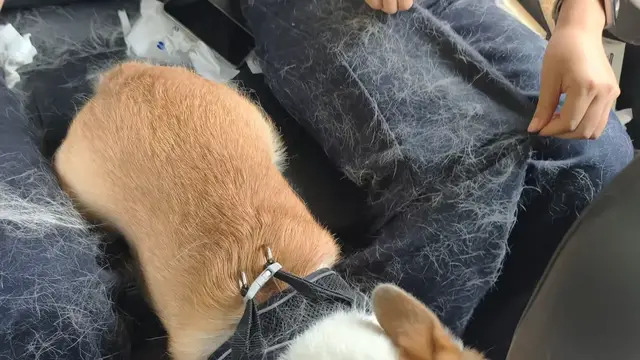 Video thumbnail for Corgi Sheds Fur All Over Car Interior in Shaanxi