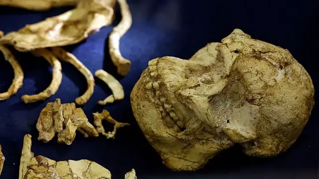 'Video thumbnail for Fossil discovery in Ethiopia reveals missing chapter in human evolution'