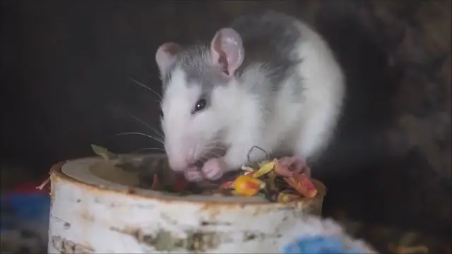 Video thumbnail for The Best Food for Pet Rats: A Nutritional Guide