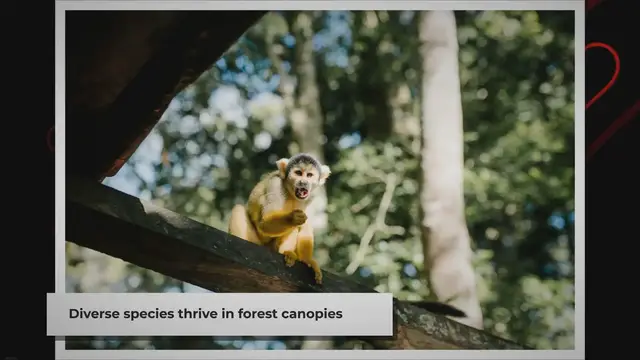 'Video thumbnail for Animals That Call Trees Their Home'