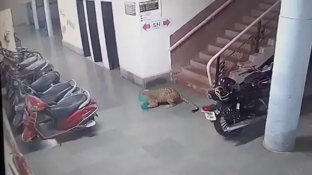 Video thumbnail for India: Leopard intrusion sparks alarm across IIT Bombay campus as predator targets dog near staff quarters.