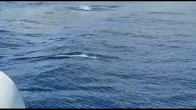 Video thumbnail for Delfine vor Santa Cruz de Teneriffa