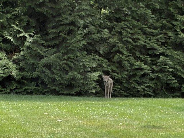 Video thumbnail for 2 coyote sightings prompt warning in Glen Rock