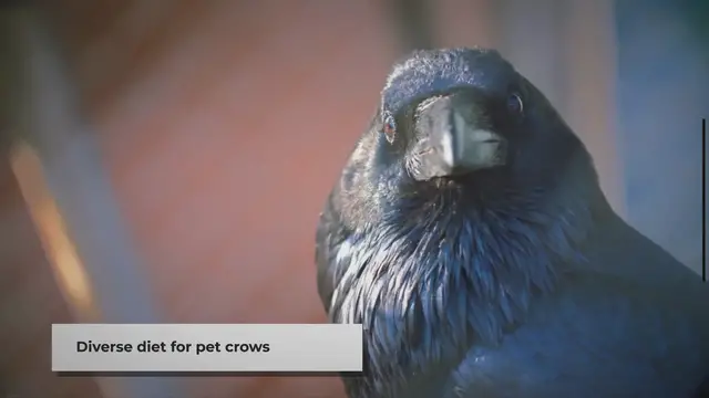 Video thumbnail for Feeding Your Pet Crow: A Quick Guide