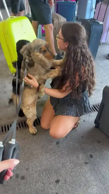 Video thumbnail for Airport Reunion with Excited Cocker Spaniels After Four Days Apart