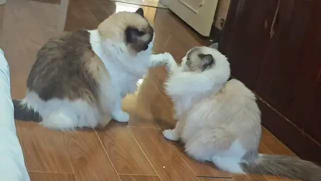 Video thumbnail for Two Ragdoll Cats Gently Paw at Each Other in Play