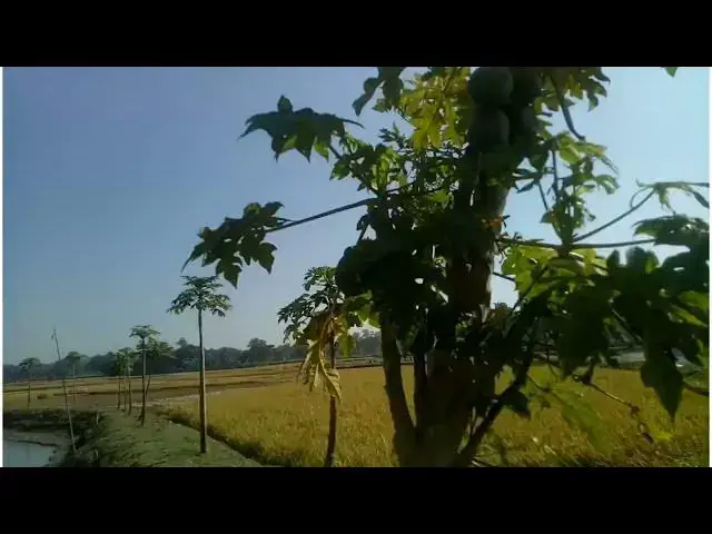 'Video thumbnail for হেমন্তের বিকেলে গ্রাম বাংলার রুপ- Beauty of Rural Bangla in the Fall Season - Churkhai, Mymensing'