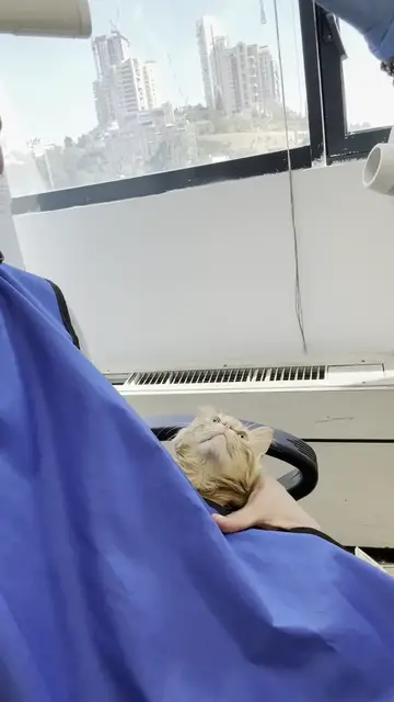 Video thumbnail for Chill Support Cat at a Routine Dentist Visit
