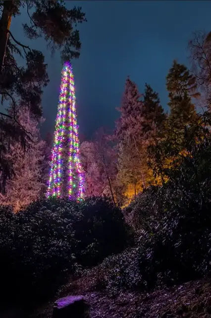 Video thumbnail for Tallest bedded Christmas tree  44.70 m (146 ft 7 in) by National Trust Cragside